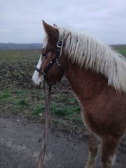 Prodám kobylku čmb - 5