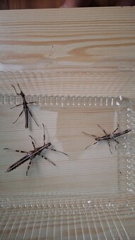 Prodám - strašilky, pakobylky, isopody (tropické stínky) - 5