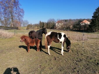 Mini pony, American Miniature Horse s PP-valášek - 5