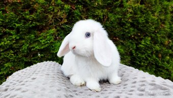 Zakrslý beránek, králíček, králík - TYMIÁN - 5