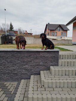 Štěňata Tatranského Ďuriča - 5