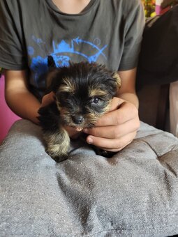 Jorkšírský teriér štěňátko pejsek - 5