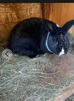 Králíky - 5
