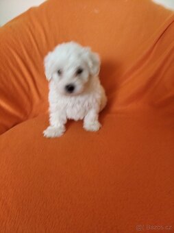 Maltezský psík - 5