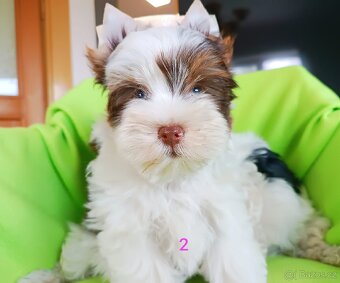 Jorkšírský teriér biewer - 5