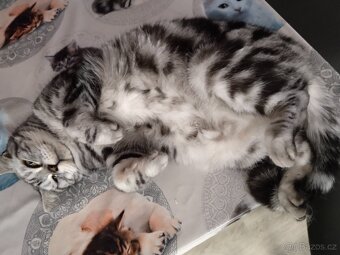 Kocour whiskas - 5