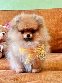 Štěňátka Pomeranian - 5