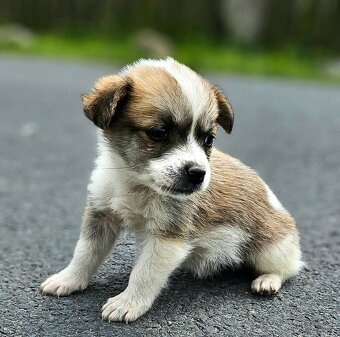 Jack russel a jezevčik kříženci - 5