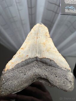 Megalodon - 5