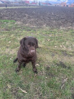 Labrador - 5