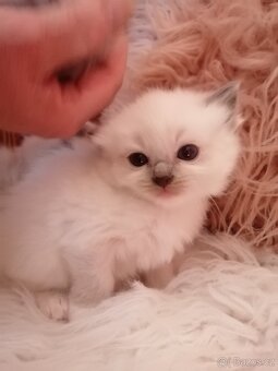Ragdoll - 5