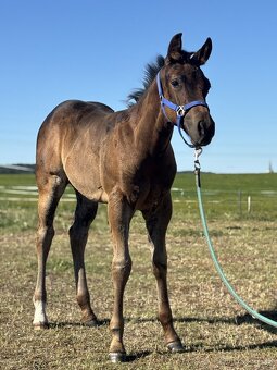 Letošní APH hřebeček - 5