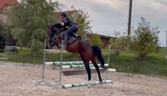 klisna do sportu - 5