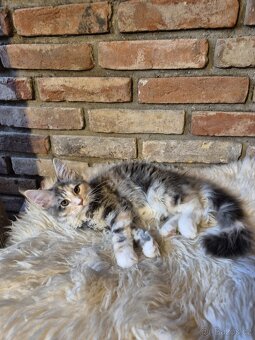 Prodám koťátka mainské mývalí s PP - 5