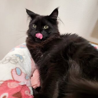 Mainská mývalí koťátka s PP - 5