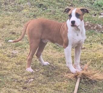 Americký stafordšírský teriér s PP - 5