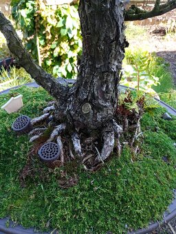 Borovice drobnokvětá bonsai - 5
