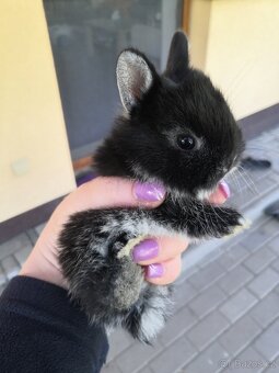 Zakrslý králík bílopesíkatý černý (samička, sameček) - 5