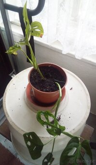 5x pokojová Monstery Monkey Leaf - 5