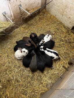 Český Strakáč - chovná samice, samci - 5