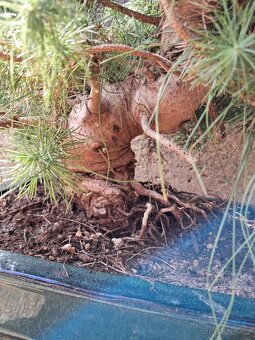 Bonsai Borovice - 5