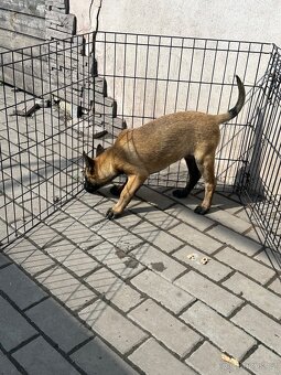 Belgický ovčák Malinois - 5