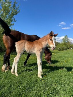 Odznakový Welsh cob - hřebeček (možnost luxusní páry) - 5