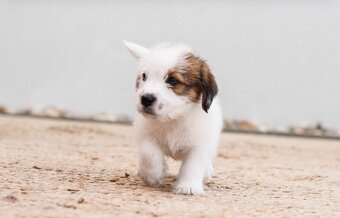 Jack Russell teriér s PP - 5