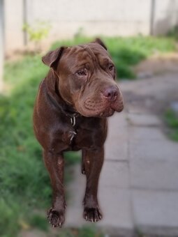 ARES K ADOPCI - zlomená něžná dušička - 5