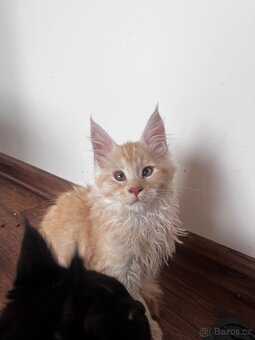 kotatko maine coon s PP/Fenix - 5