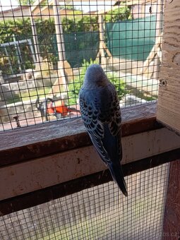 Andulka vlnkovaná - 5