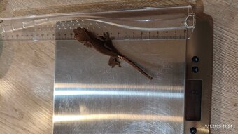 Pagekon řasnatý - mláďata na prodej - 5