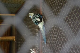 Prodám Rosela pestrá - 5