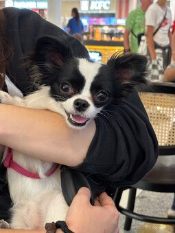 Dlouhosrstá čivava - 5