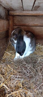 Francouzský  beran - 5