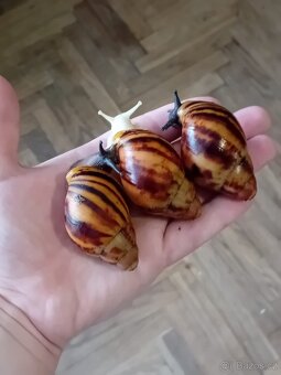 Africký šnek archachatina marginata suturalis - 5
