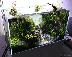 Realizace akvárií na míru – Přírodní, rostlinná i Malawi - 5