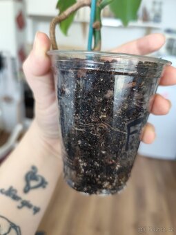 Monstera deliciosa - 5