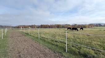 Trekové ustájení - Paddock Paradise - 5