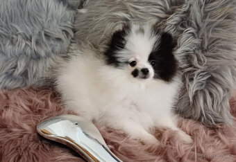 Pomeranian fenka s PP - 5