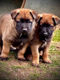 BELGICKÝ OVČÁK MALINOIS - ŠTĚŇATA - 5