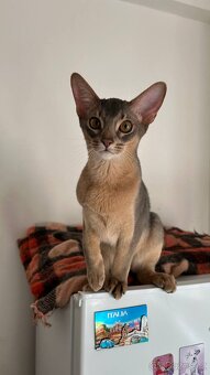 Habešsky kocourek - 5