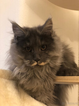 Mainská mývalí s PP - 5