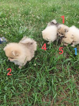 Špic pomeranian štěňátka - 5