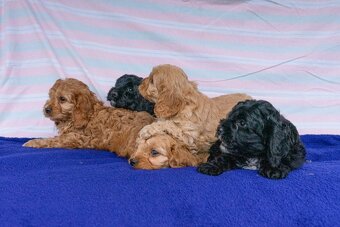 Cavapoo - 5