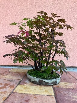 Bonsai, Bonsaj, japonský javor, lesík - 5