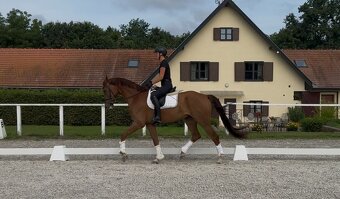 Talentovaný valach hledá nový domov - 5