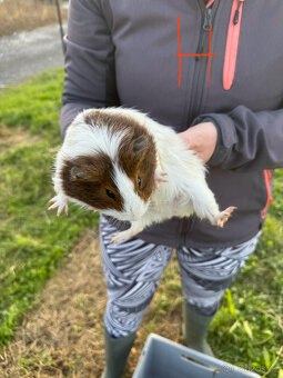 Moračta za odvoz - 5