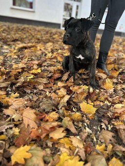 Cane Corso bez PP - 5