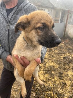 Štěně vlčáka - 5